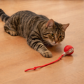 Interactive Automatic Rolling Cat Toy Ball for Indoor Cats